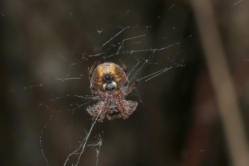 Réf. 335 923 : Larinioides patagiatus